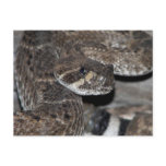 Rattlesnake Close-up Shot. Postcard