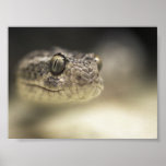Rattlesnake Print