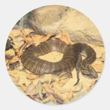 Rattlesnake Round Sticker