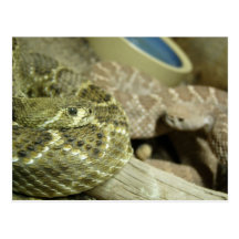 Rattlesnakes Postcard