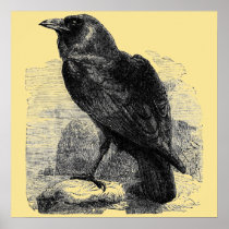 Raven Corvus Posters