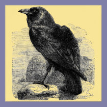 Raven Corvus posters