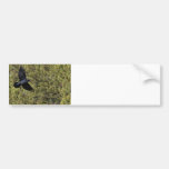 Raven Delivery Bumper Sticker