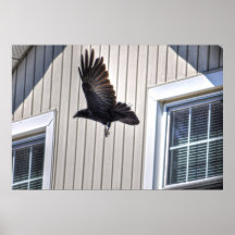 Raven Flying by House Wildlife Photographic Art Print