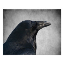 Raven Glamour Shot Photograph