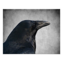 Raven Glamour Shot Photograph