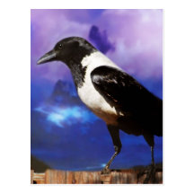 Raven on a fence post cards