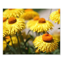 Ray of Sunshine, Bee feeding on yellow flowers Photo