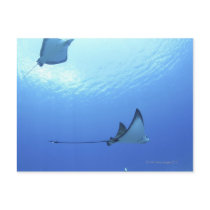 Rays swimming, Saipan, Northern Mariana Islands Postcards
