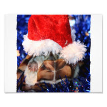 Razorbacked Musk Turtle, Santa Hat over head Art Photo