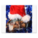 Razorbacked Musk Turtle, Santa Hat over head Art Photo