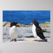 Razorbills on Rocky Island Posters
