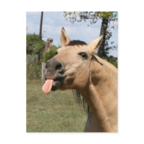 razzberry post card