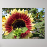 Razzmatazz Sunflower posters