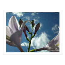 "Reach for the Sky" Post Card