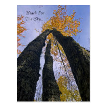 Reach for the Sky   Postcard