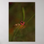 Reaching for Light Print