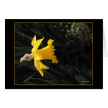 Reaching For The Sun Card