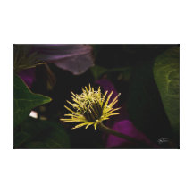 Reaching for the Sun Wrapped Canvas Stretched Canvas Print