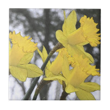 Reaching Upwards - Yellow Daffodils Ceramic Tiles