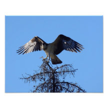 Ready for Flight Photo
