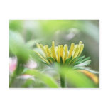 Ready To Bloom - Rudbeckia Postcard