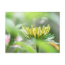 Ready To Bloom - Rudbeckia Postcard