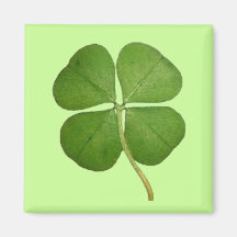 Real 4 Leaf Clover Shamrock Refrigerator Magnets