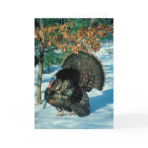 Real Turkey
