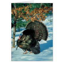 Real Turkey Cards