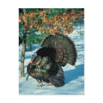 Real Turkey