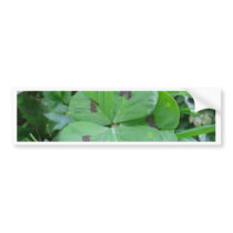 Real wild lucky 5 leaf clover