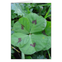 Real wild lucky 5 leaf clover