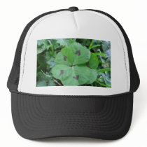 Real wild lucky 5 leaf clover