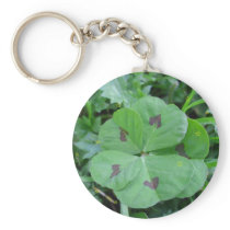 Real wild lucky 5 leaf clover
