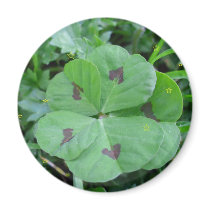 Real wild lucky 5 leaf clover