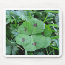 Real wild lucky 5 leaf clover