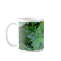 Real wild lucky 5 leaf clover coffee mugs