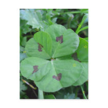 Real wild lucky 5 leaf clover