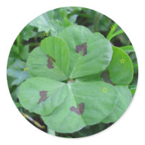 Real wild lucky 5 leaf clover