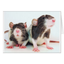Real Women Own Rats! Cards