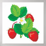 realistic juicy strawberries posters