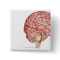 Realitic rendering of the human brain pinback buttons