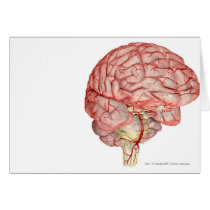 Realitic rendering of the human brain greeting cards