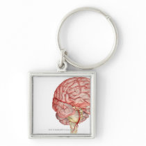 Realitic rendering of the human brain key chain