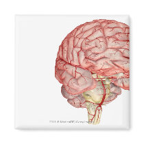 Realitic rendering of the human brain refrigerator magnet