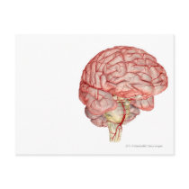 Realitic rendering of the human brain postcards
