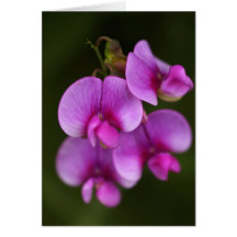 Really Pink Greeting Card