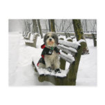 REALLY, REALLY... I LOVE SNOW!! POSTCARDS