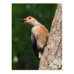 Really Red-bellied Male Postcard